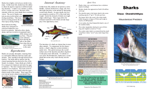 Sharks - The Institute for Marine Mammal Studies