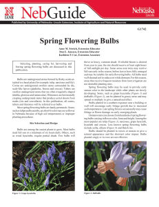 Spring Flowering Bulbs - University of Nebraska–Lincoln