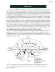 THALAMUS