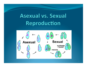 Asexual vs Sexual Reproduction