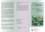 Brochure Cleome 2013