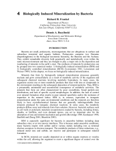 Biologically Induced Mineralization by Bacteria