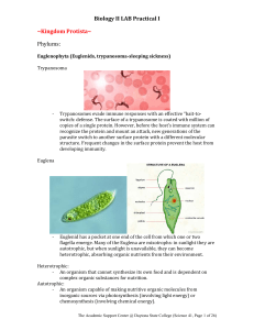 Euglenophyta (Euglenids, trypanosoma