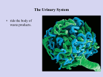 The Urinary System