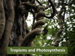 Tropisms and Photosynthesis