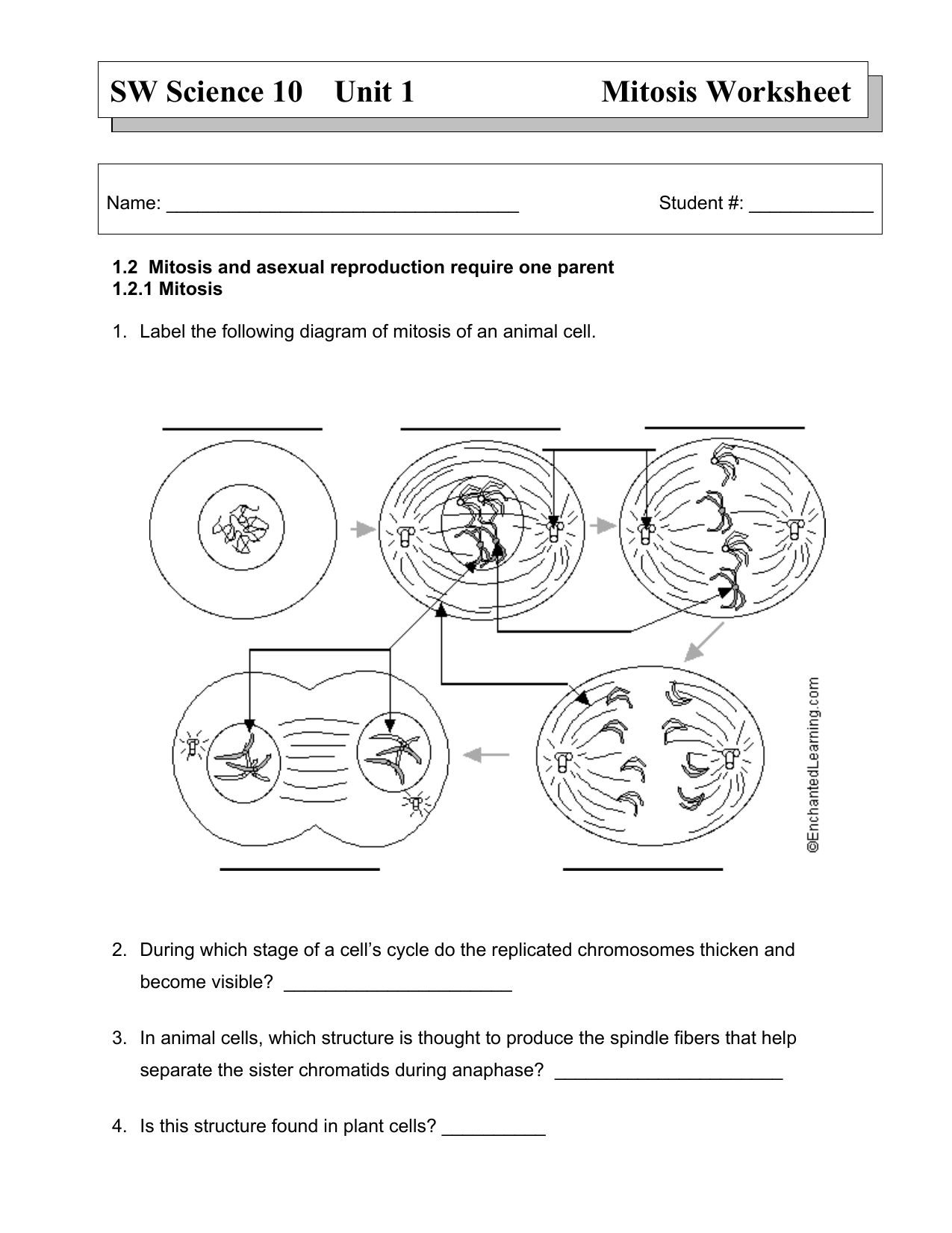 SW Science 22 Unit 22 Mitosis Worksheet With Onion Cell Mitosis Worksheet Answers