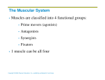 The Muscular System Muscles are classified into 4 functional groups