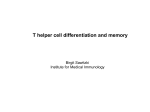 T helper cell differentiation and memory