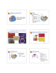 1-2 cells Sp12