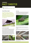 Fact sheet on the giant willow aphid