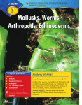CHAPTER 7 Mollusks, Worms, Arthropods, Echinoderms