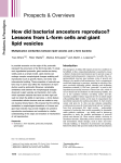How did bacterial ancestors reproduce?