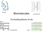 Biomolecules - Mercer Island School District