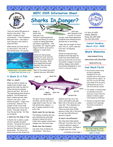 2005 info sheet sharks