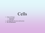 The Cell Theory - North Allegheny