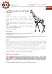 Giraffe Fact sheet
