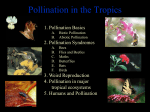 Pollination in the Tropics