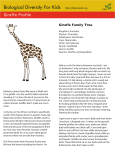 Giraffe - Notice Nature