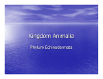 Phylum Echinodermata Slide Show