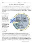 Cell Cycle HW - Brookwood School