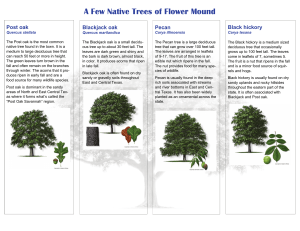 A Few Native Trees of Flower Mound