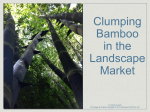 Clumping bamboo in the landscape market