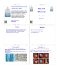 BIOLOGY Mitosis Lab - New Jersey Center for Teaching and Learning