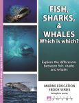 What are the differences between fish, sharks and whales?