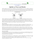 Aphids on Trees and Shrubs