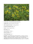 Rudbeckia heliopsidis - Wildlife Resources Division