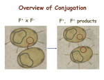 Overview of Conjugation
