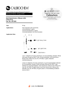 Anti-Cytochrome c Mouse mAb (7H8.2C12) Cat. No. AP1029