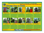 Chicago Chicago Top-10 Trees
