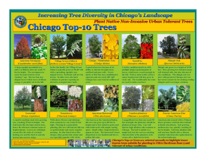 Chicago Chicago Top-10 Trees