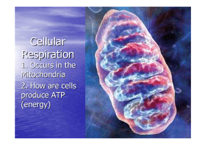 CELLULAR RESPIRTION Powerpoint