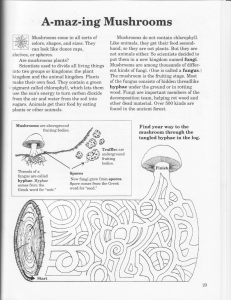 printable mushroom worksheet