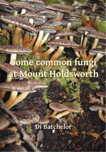 Some common fungi at Mount Holdsworth