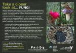 Take a closer look at... FUNGI