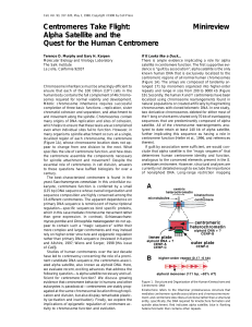 Minireview Alpha Satellite and the Quest for the Human Centromere