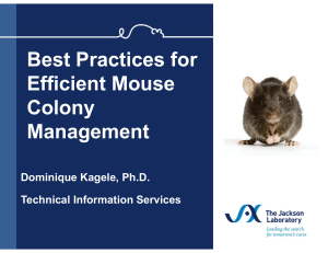 Best Practices for Efficient Mouse Colony Management