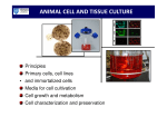 animal cell and tissue culture