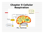 Chapter 9 Cellular Respiration