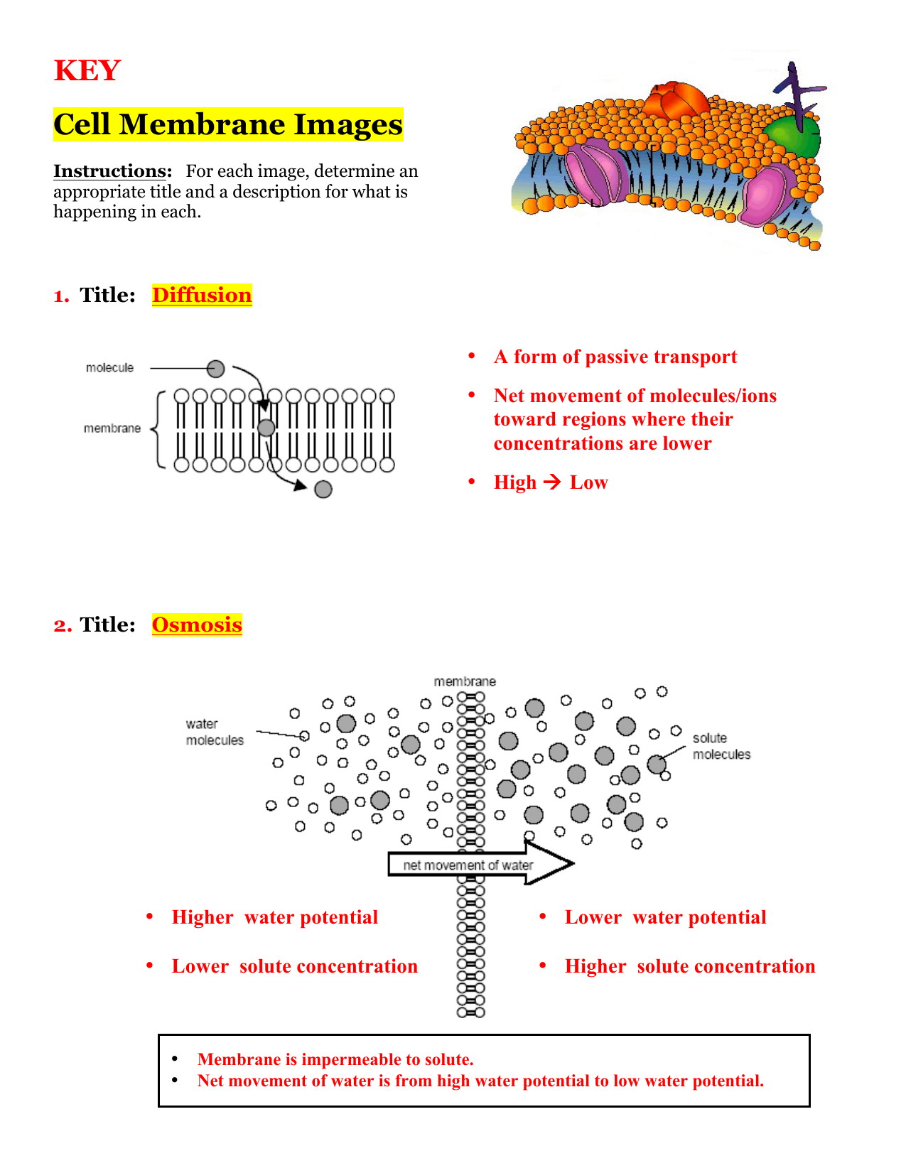 Cell Membrane Images Worksheet Answers