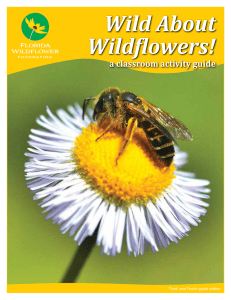 Wild About Wildflowers! — A Classroom Activity Guide