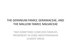 THE GERANIUM FAMILY, GERANIACEAE, AND THE MALLOW