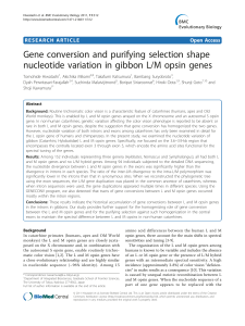Gene conversion and purifying selection shape nucleotide variation