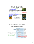 Plant Diversity