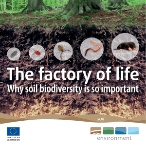 Why soil biodiversity is so important