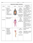 the human body systems