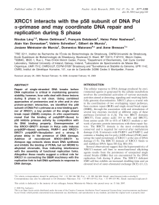 XRCC1 interacts with the p58 subunit of DNA Pol a